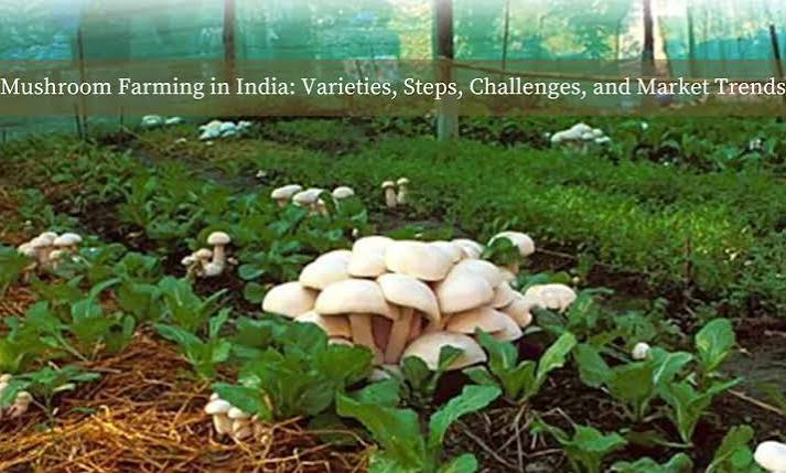 Fresh oyster mushrooms growing on cultivation bags - best mushroom farming in Bengaluru, Karnataka